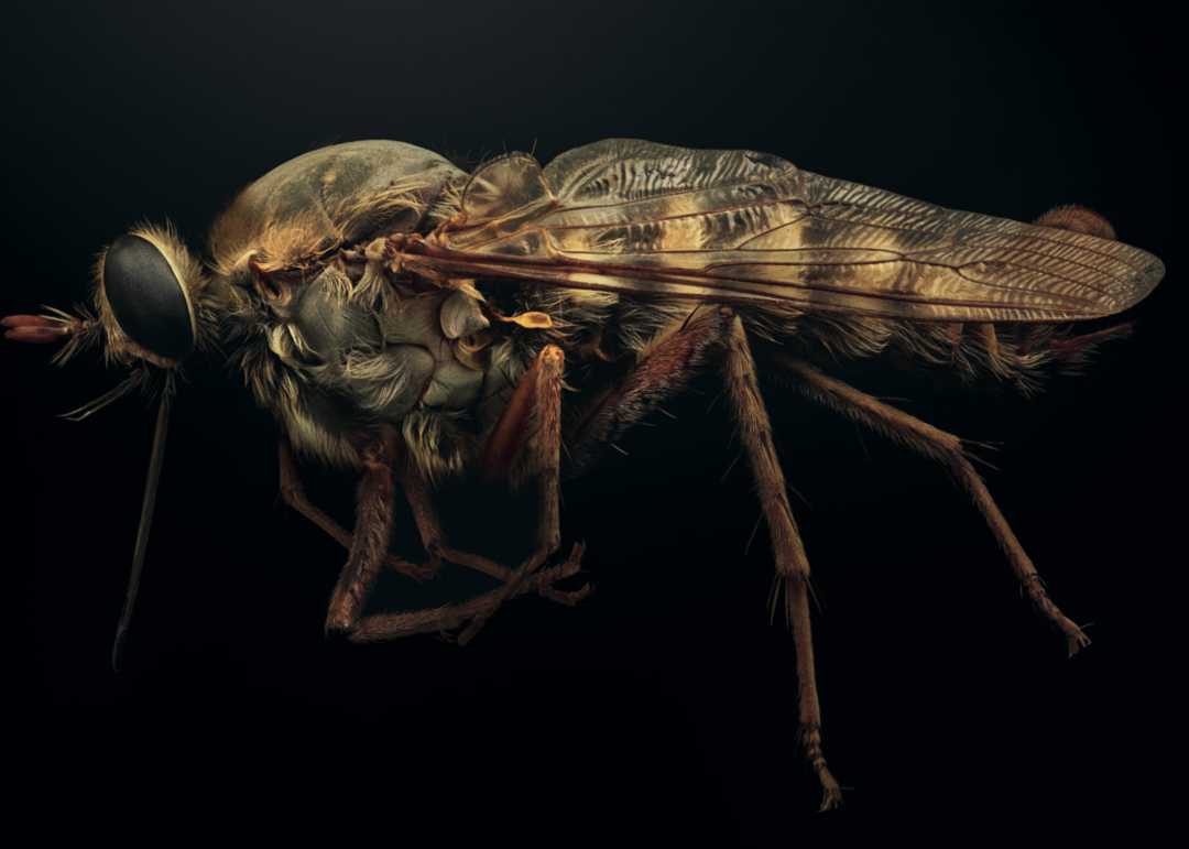 The Banded Dark Fishfly: Nigronia fasciata