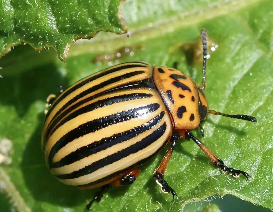 The Colorado Potato Beetle (Leptinotarsa decemlineata): A Persistent Agricultural Menace