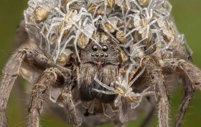Wolf Spiders and Their Young: Nature’s Dedicated Mothers